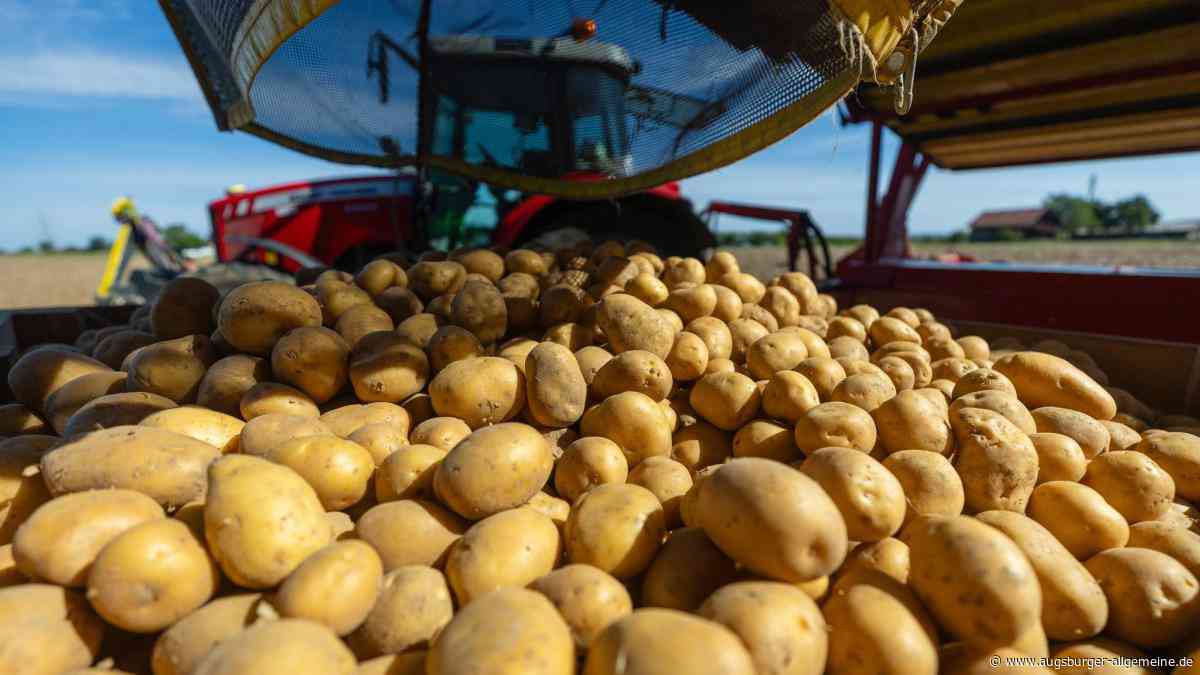 Nach Hitze und Trockenheit fürchten Landwirte um ihre Ernte: Werden Kartoffeln jetzt teurer?