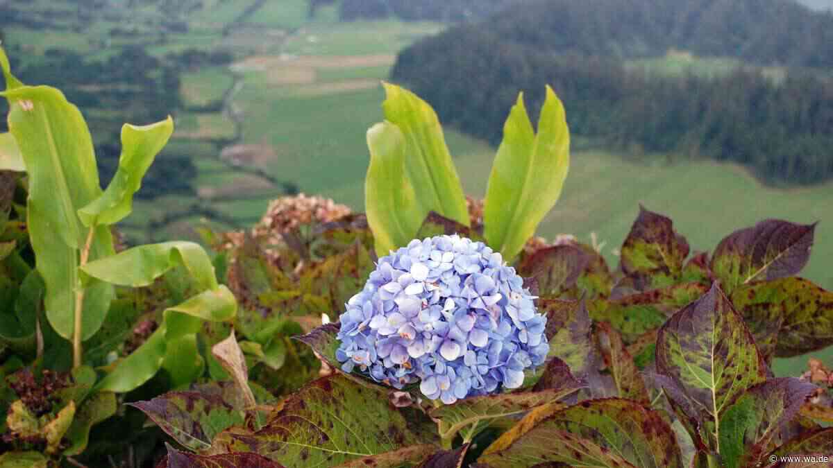 Hortensien nach Hitzestress: Deshalb sollten Sie braune Blüten nicht schneiden