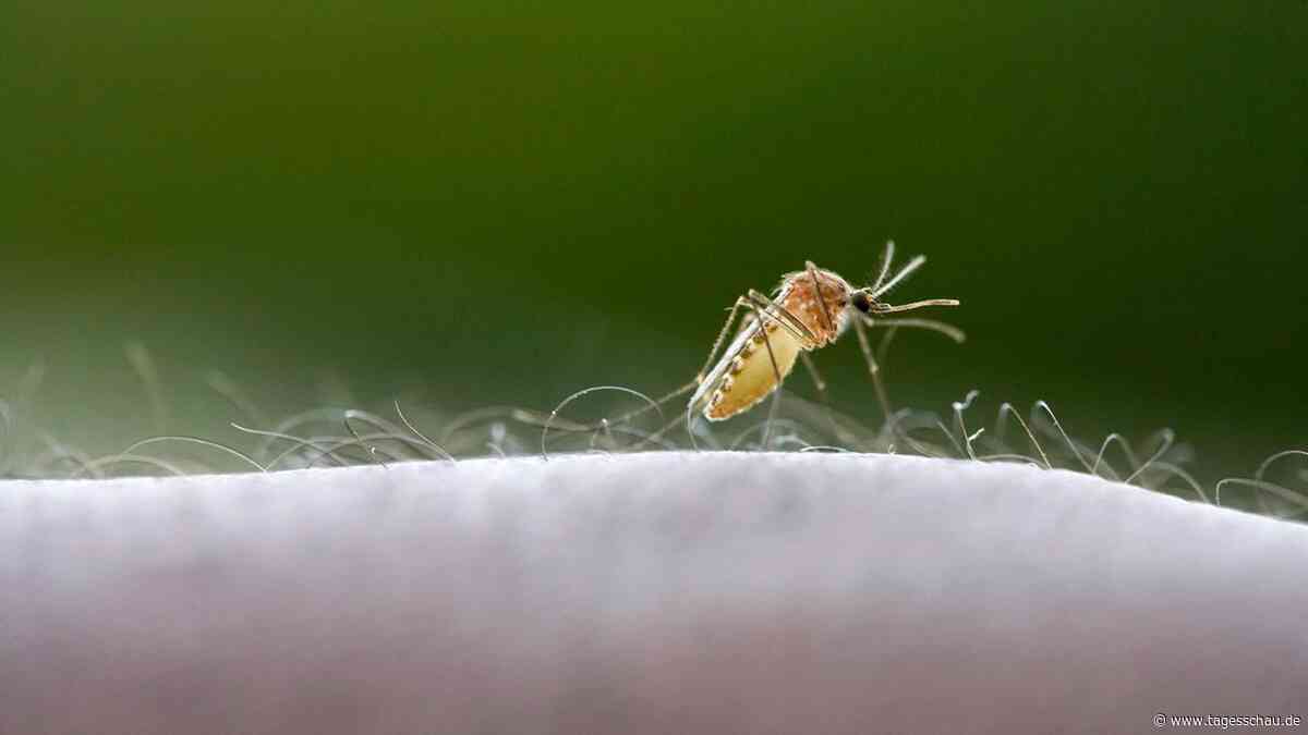 "Airport-Malaria": Ein Toter nach Infektion am Frankfurter Flughafen
