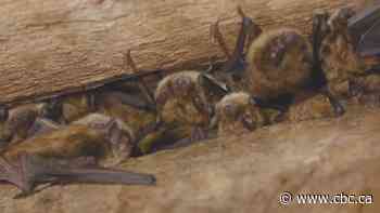 N.B.'s devastated bat world offers cause for a bit of optimism