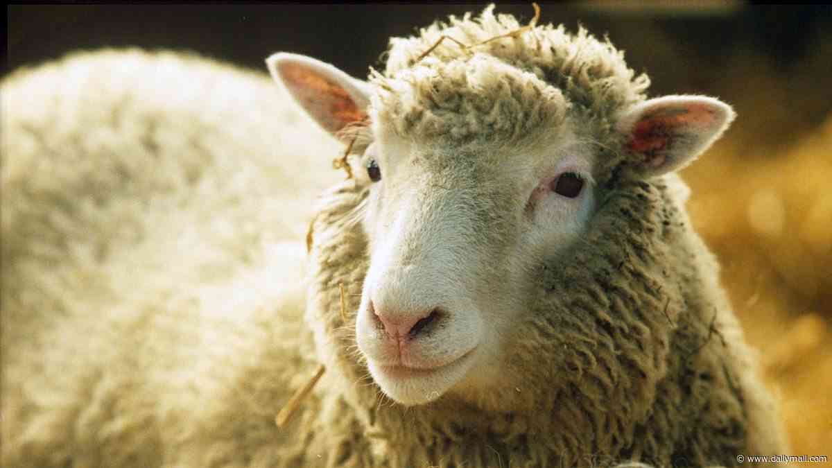 Revealed: The surprising reason why scientists named Dolly the Sheep after Dolly Parton