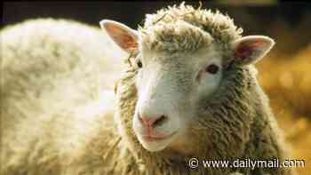 Revealed: The surprising reason why scientists named Dolly the Sheep after Dolly Parton