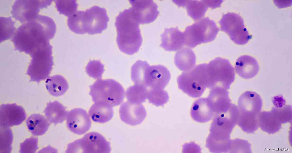 A Mutation Is Making It Easier for Drug-Resistant Malaria to Spread
