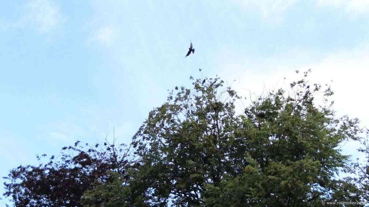 Krähen-Plage in Bad Aibling: Kann die gewünschte „Bejagung“ für Entspannung sorgen?