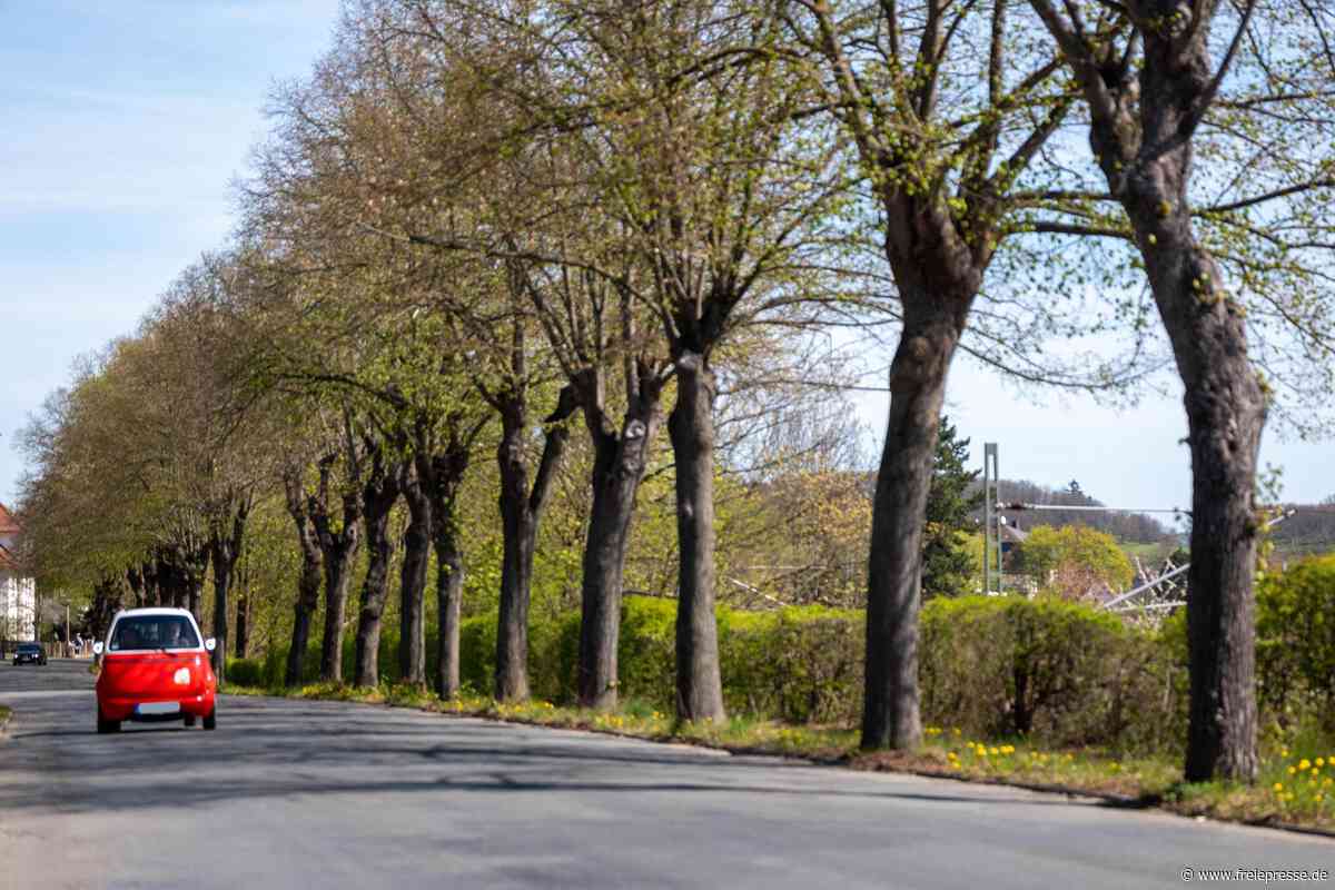 Nach langer Hängepartie: Spitzt sich Konflikt um Straßensanierung und Baumerhalt in Plauen noch zu?