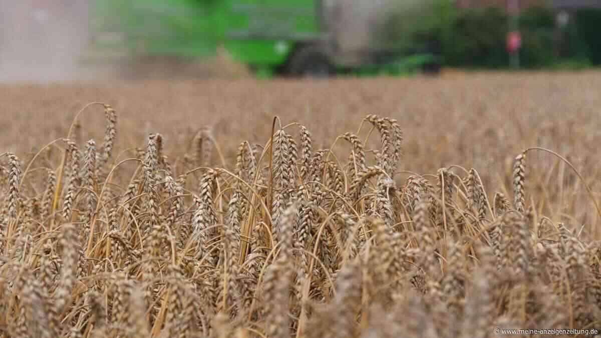 Wie der Klimawandel sich auf Lebensmittelpreise auswirkt: Wasserknappheit könnte Weizen weltweit verteuern