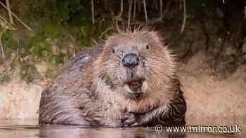 Wild beavers could return to UK area in bid to reduce flood risk and protect against drought