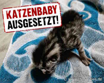Lörzweiler – Wenige Tage altes Katzenbaby in Schuhkarton ausgesetzt – Polizei sucht Zeugen