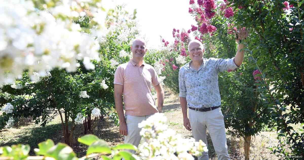 Experts: we moeten razendsnel bomen planten die wél overleven bij extreme droogte