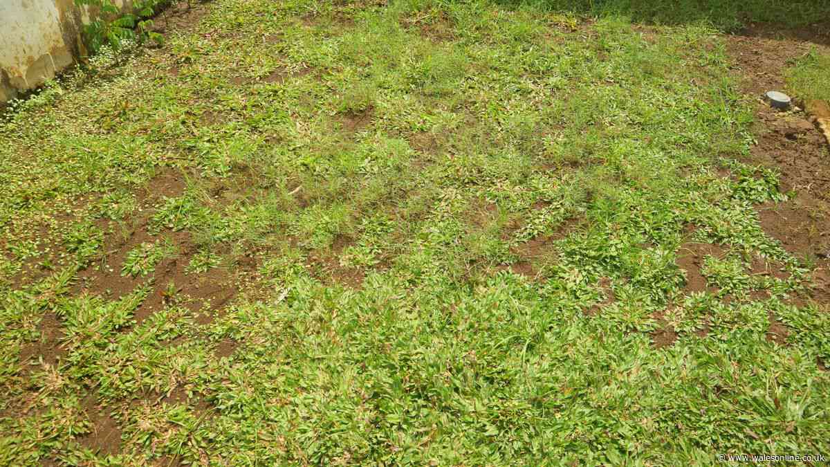 Gardeners urged to do 1 lawn task this week for 'thick and green' grass