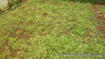 Gardeners urged to do 1 lawn task this week for 'thick and green' grass