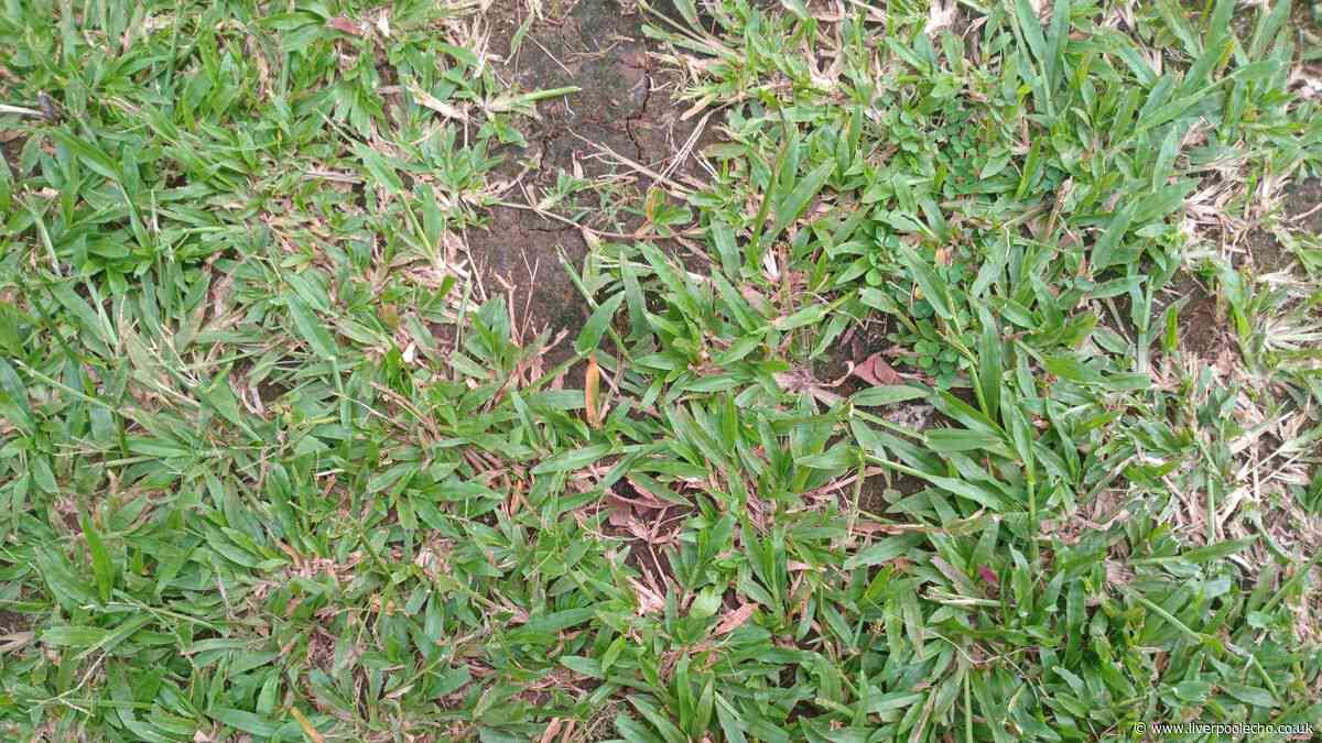 Gardeners urged to do 1 crucial lawn task this week to make patchy grass 'thick and green'