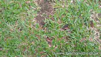 Gardeners urged to do 1 crucial lawn task this week to make patchy grass 'thick and green'