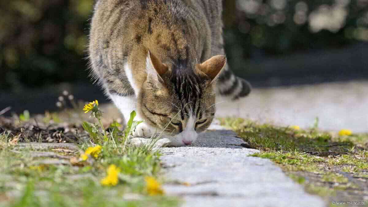 Katzen vergessen ihre Freunde nicht: Sie erkennen sie noch nach Monaten am Geruch