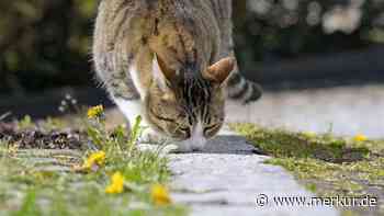 Katzen vergessen ihre Freunde nicht: Sie erkennen sie noch nach Monaten am Geruch