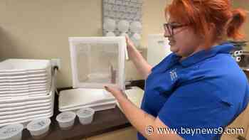 Dengue fever cases rise in Tampa Bay as health officials target disease-carrying mosquitoes