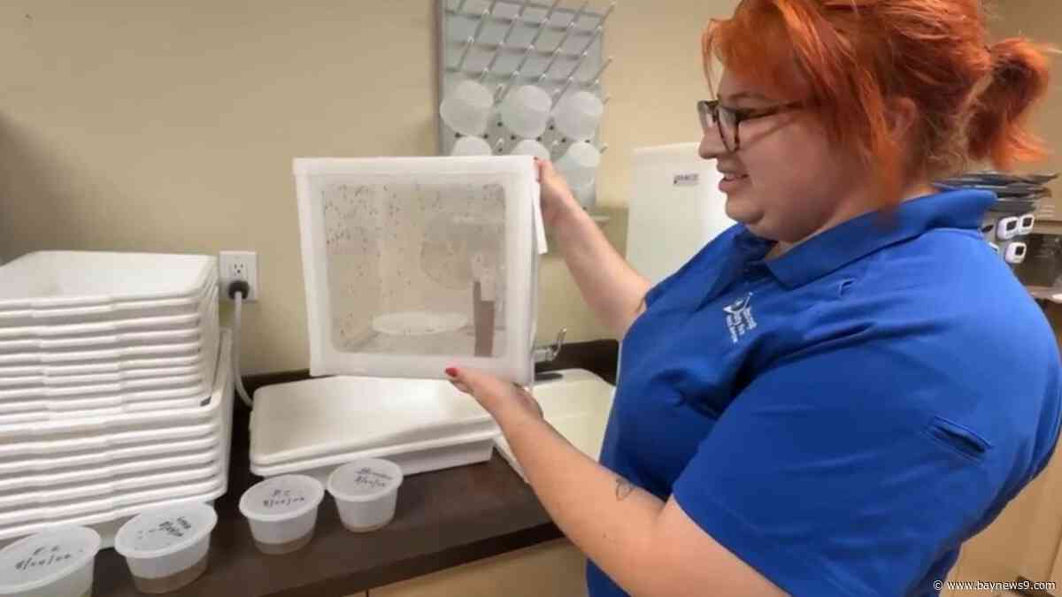 Dengue fever cases rise in Tampa Bay as health officials target disease-carrying mosquitoes