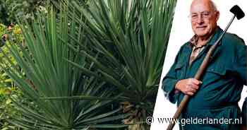 Zet een yucca in de tuin voor die symmetrische flair in de tuin, langs een trap bijvoorbeeld