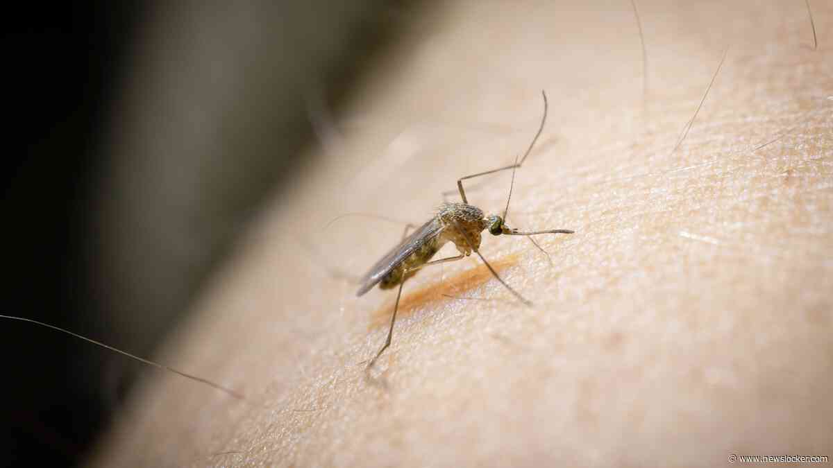 Persoon in Utrecht overleden aan infectie westnijlvirus