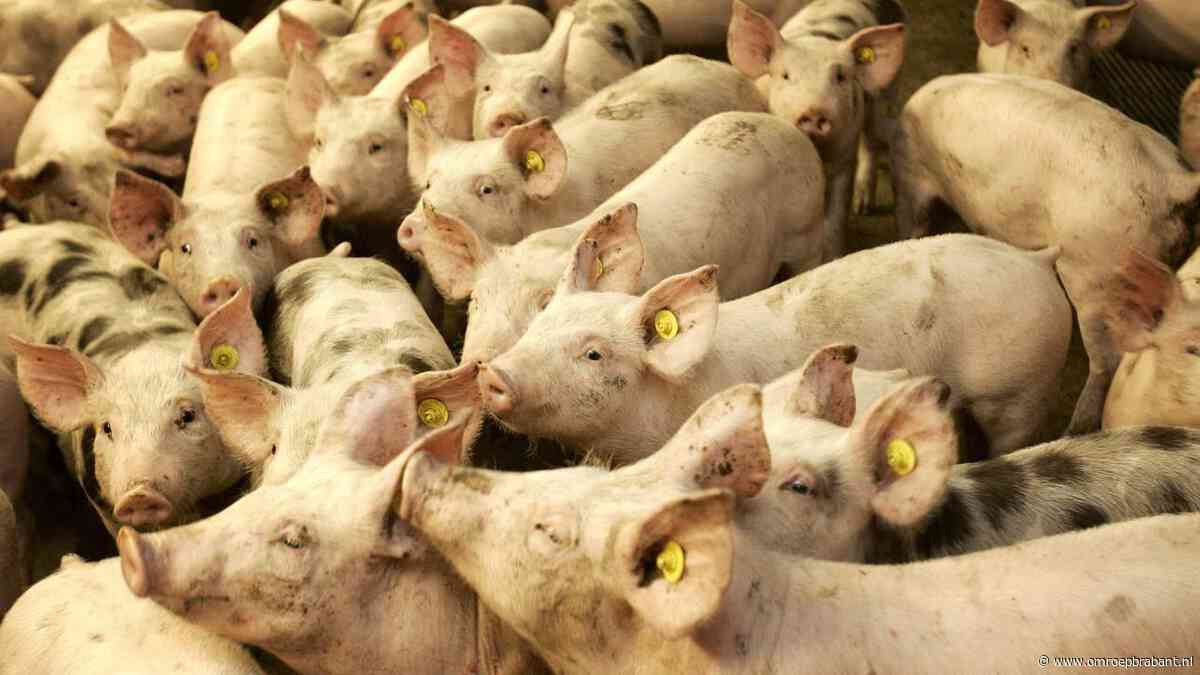 Minister komt met plan voor minder varkens in het belang van de natuur