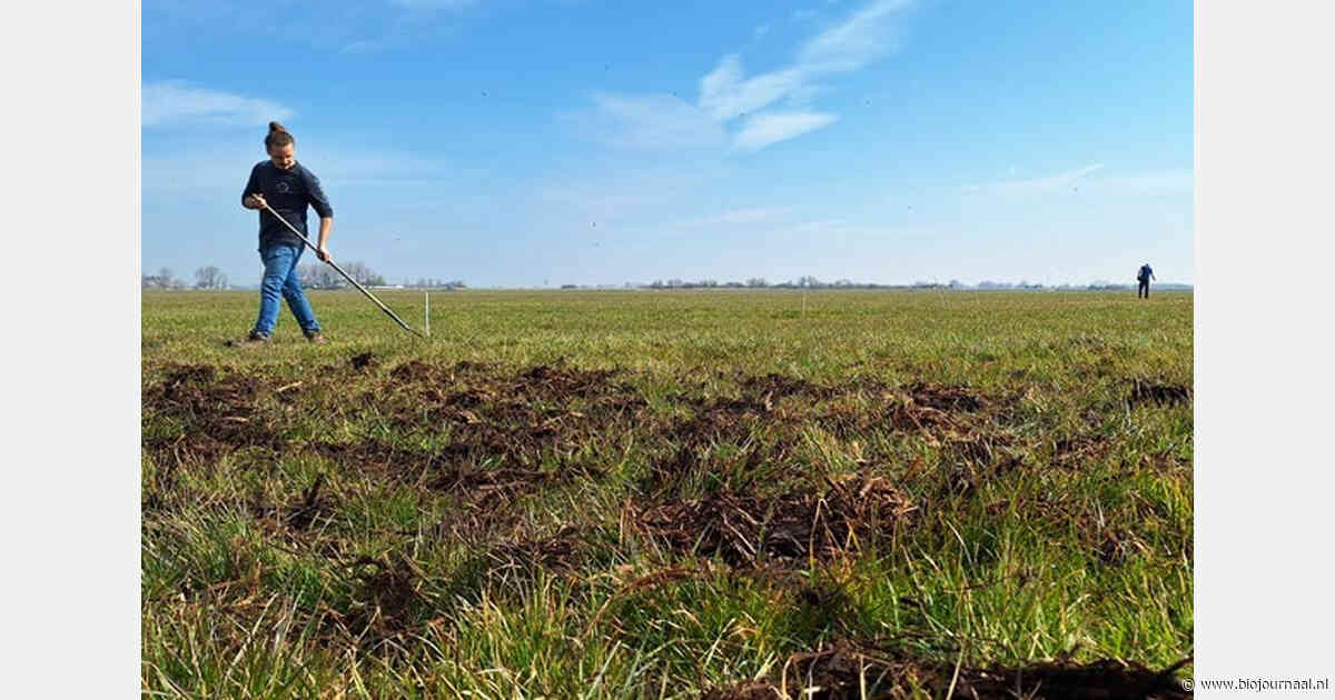 Vijfjarige proef laat verschillen zien tussen mestsoorten op veenweide