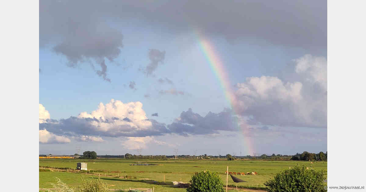 Droogte dwingt De Groene Griffioen tot ander graslandbeheer