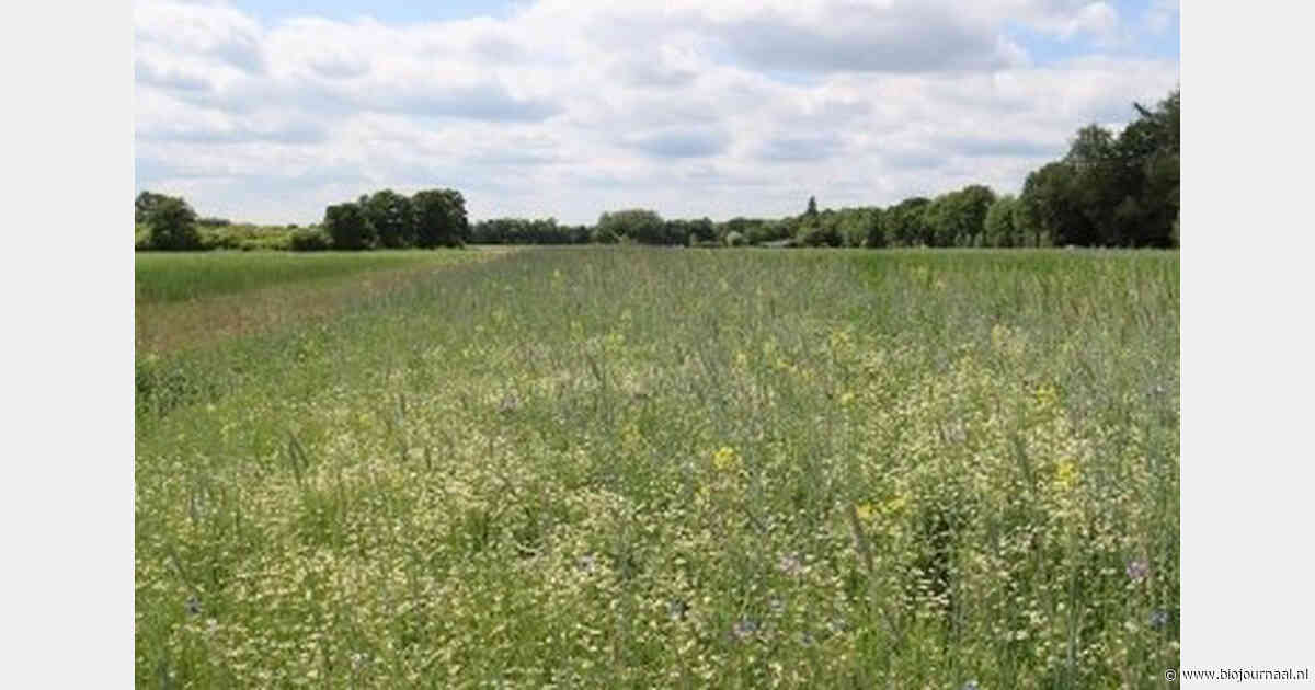 WENR ziet aanwijzingen voor stabielere biodiversiteit bij inheems bloemenmengsel