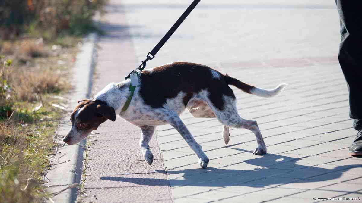 Warning to dog owners over common 'pull' mistake when walking pet