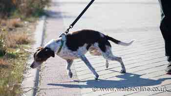 Warning to dog owners over common 'pull' mistake when walking pet