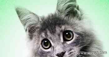 AI Slop Is Ruining Cute Animals on the Internet
