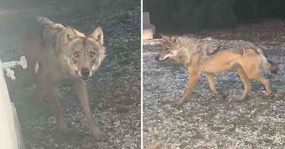 Tessa kijkt uit het raam en ziet een wolf in haar achtertuin: ‘Mijn zoontje vroeg of hij hem mocht aaien’