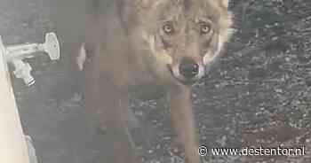 Heb jij ook een wolf gezien? Stuur ons je foto’s en video’s!