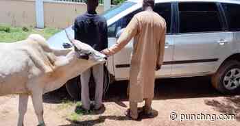 NSCDC arrests two suspected cattle rustlers in Kano