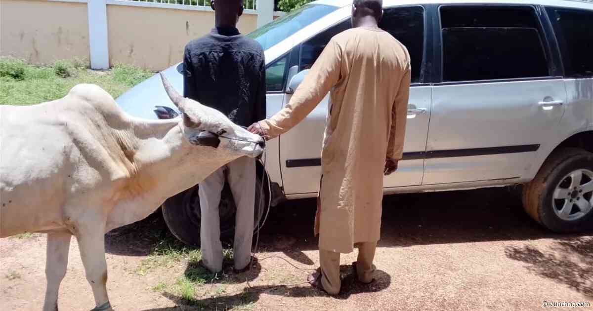 NSCDC arrests two suspected cattle rustlers in Kano