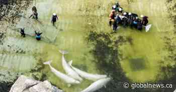 2 belugas, 4 dolphins from Marineland heading to aquarium in Spain