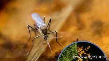 West-Nil-Virus in Italien auf dem Vormarsch: 15 Tote, 300 infiziert