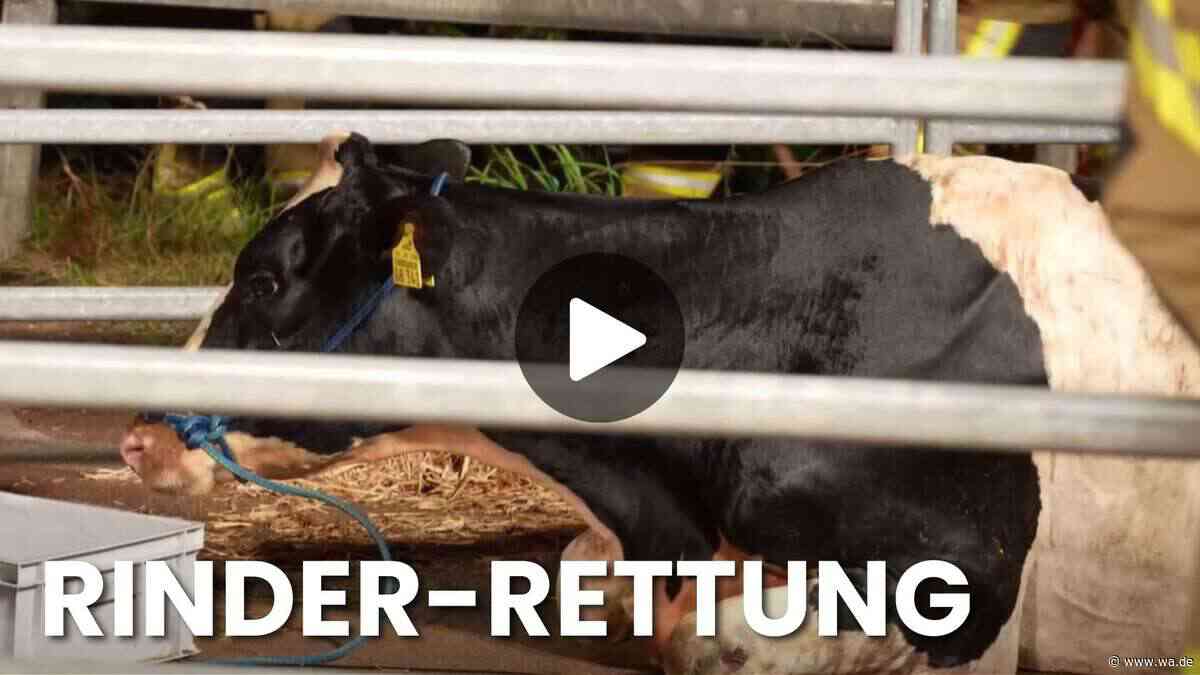 Rettung auf der A1: Feuerwehr kämpft stundenlang um 18 Rinder-Leben