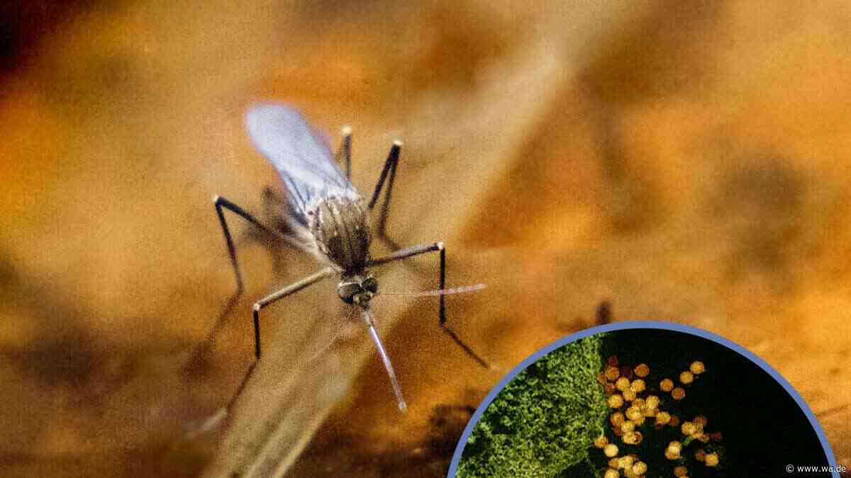 West-Nil-Virus in Italien auf dem Vormarsch: 15 Tote, 300 infiziert