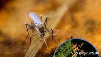 West-Nil-Virus in Italien auf dem Vormarsch: 15 Tote, 300 infiziert