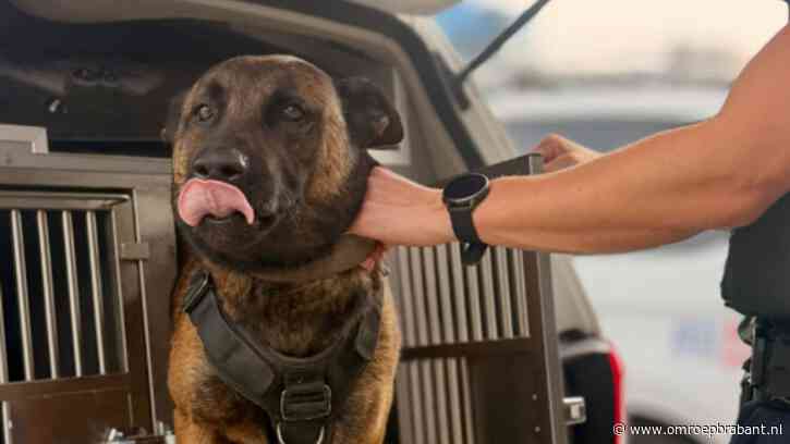 Inbrekers verstoppen zich tevergeefs in bosjes en worden door hond gebeten