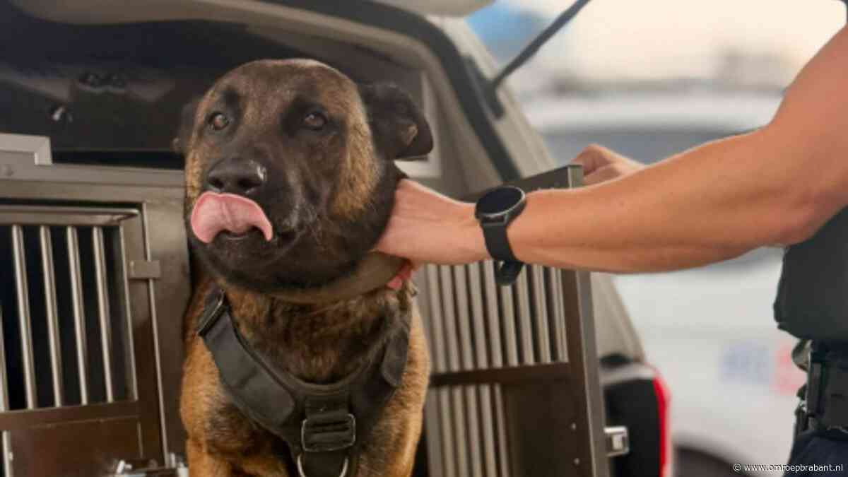 Inbrekers verstoppen zich tevergeefs in bosjes en worden door hond gebeten