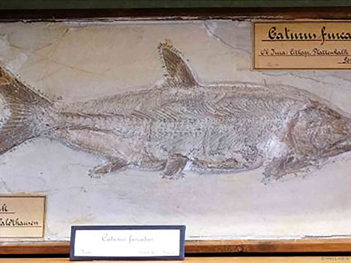 Fossilien-Diebstahl in Bonn: Erste Spuren gefunden
