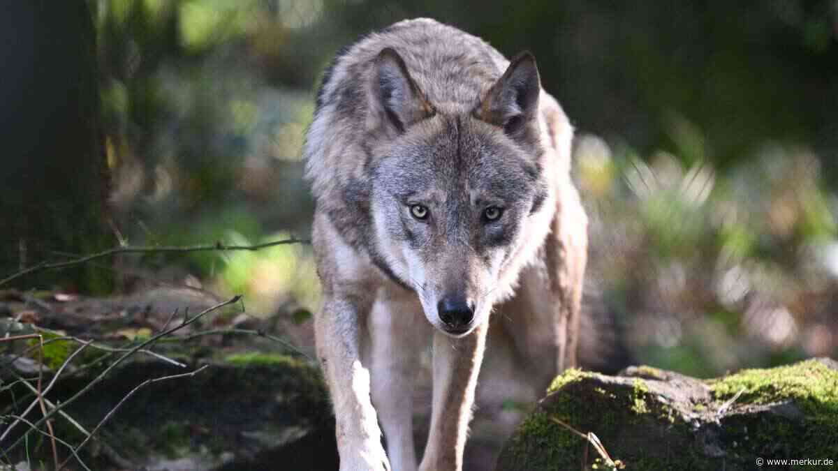 Deutsche Touristen im Italien-Urlaub mutmaßlich von Wolf attackiert – Mädchen (12) verletzt