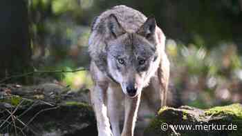 Deutsche Touristen im Italien-Urlaub mutmaßlich von Wolf attackiert – Mädchen (12) verletzt