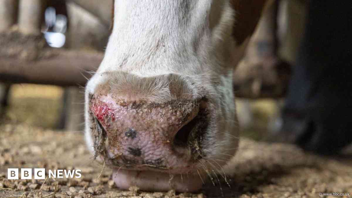 Farmers seek help with 'significant burden' of bluetongue restrictions