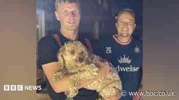 Dog rescued after getting head stuck in breeze-block