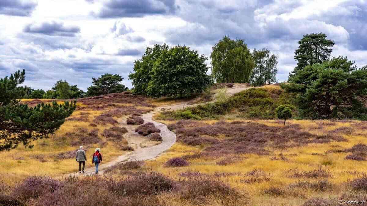 „Eindrucksvolle Heidelandschaft“ befindet sich mitten in NRW – sie ist beliebt für Wanderungen