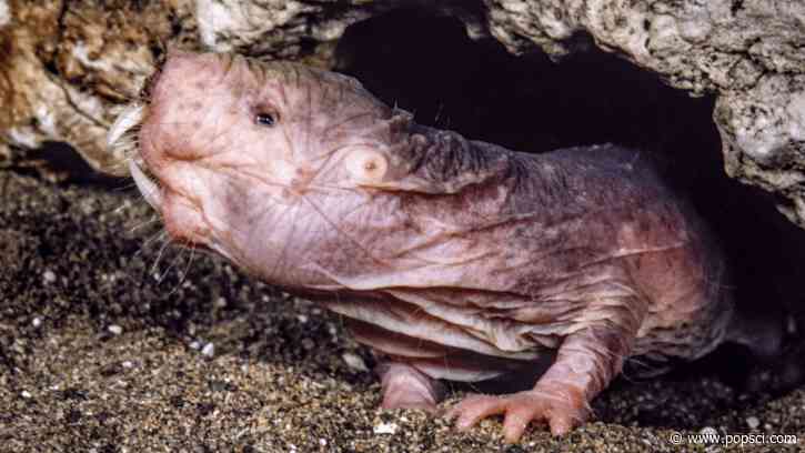 Naked mole rats make their own perfume—and it’s excellent birth control