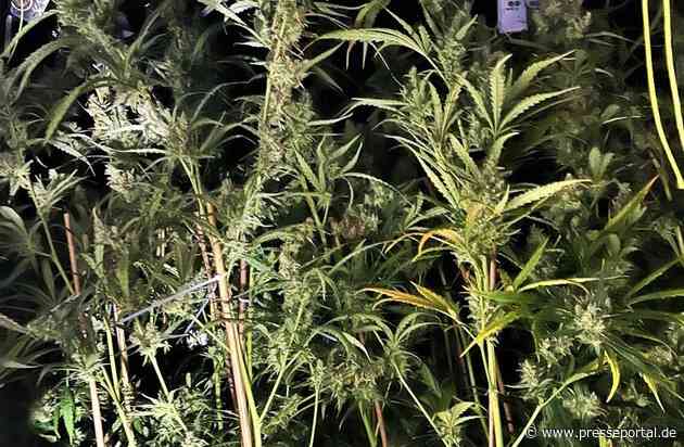 POL-BOR: Gronau - Ermittlungen führen zu Drogenanbau: 1.000 Cannabispflanzen sichergestellt