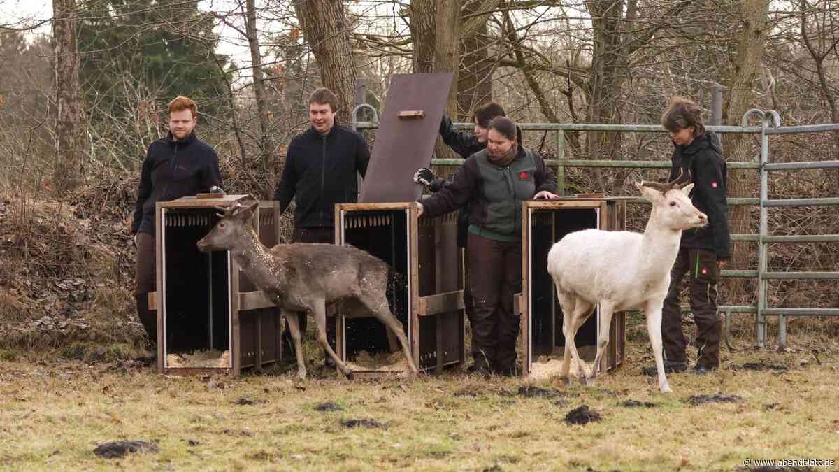 Die Rückkehr der Hirsche: Verein plant Neustart fürs abgeschaffte Damwildgehege